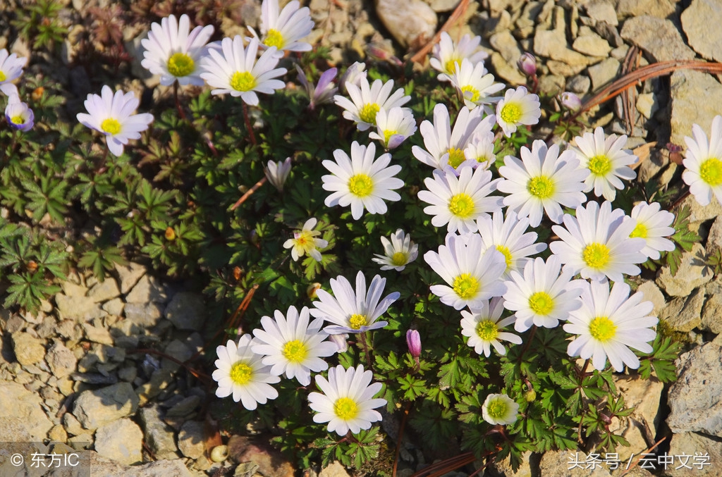 小学语文句式转换专题复习策略,小学语文句式转换教学视频