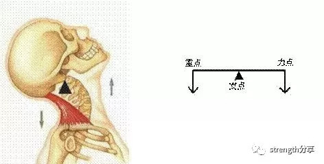 最全深蹲动作指南,健身知识8大深蹲越学越过瘾