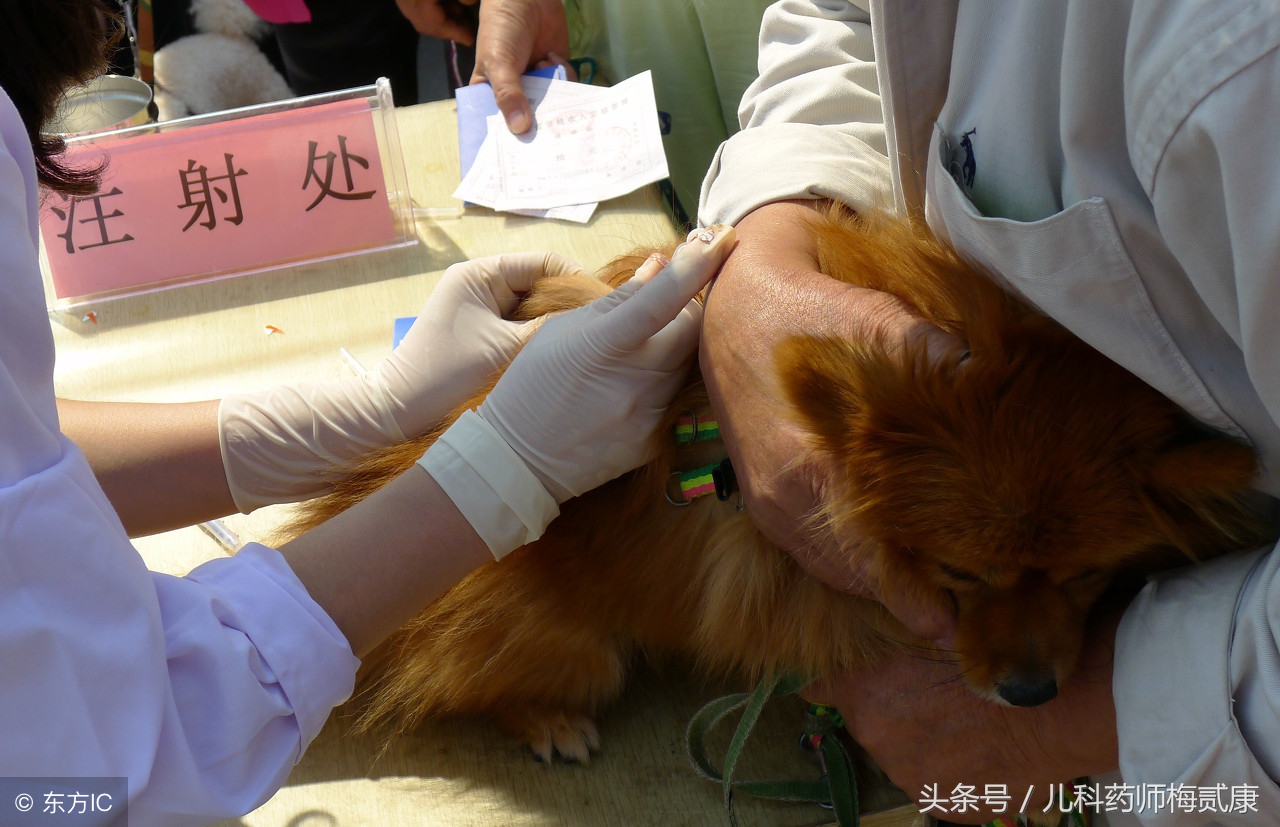 家养猫轻微抓伤需要打狂犬疫苗吗,猫接种狂犬疫苗后抓伤要打疫苗吗