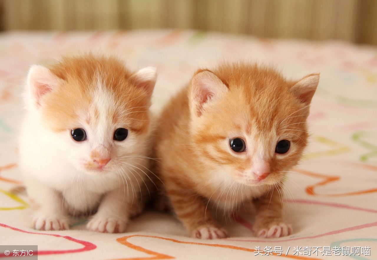 刚到新家的小猫咪乱尿,小猫咪刚到家乱尿是什么原因