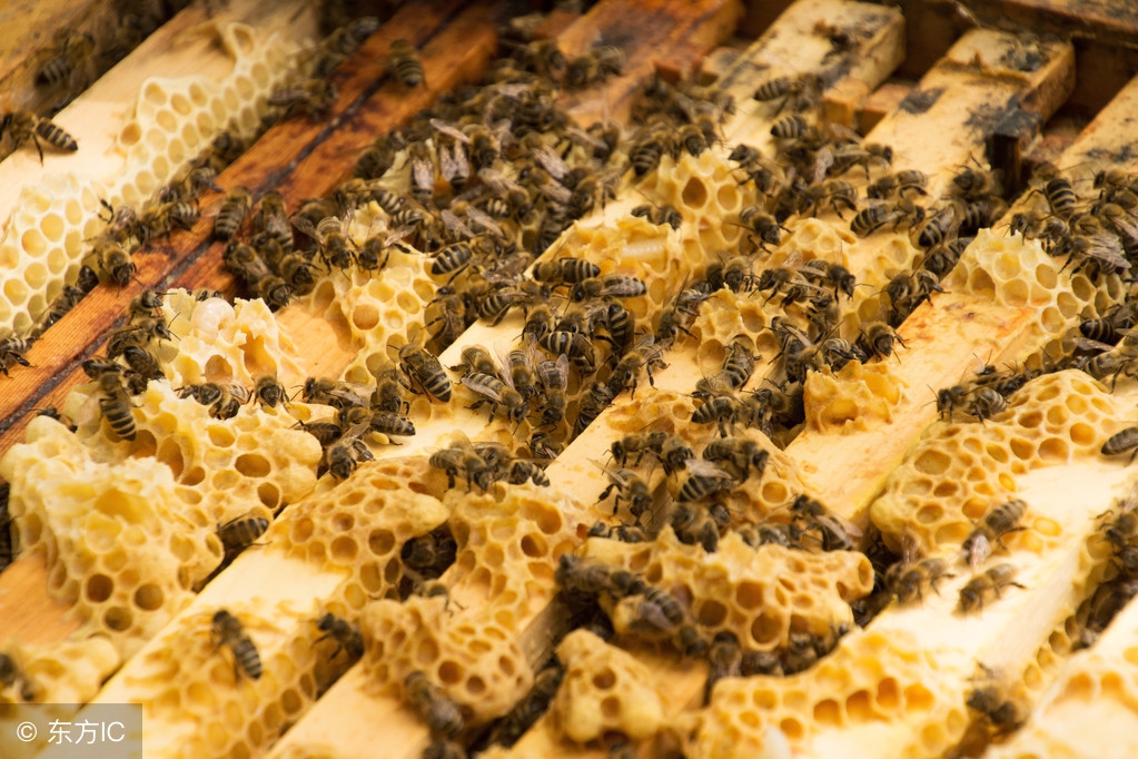 中蜂双王群的养殖技巧,中蜂用隔王栅养双王群可以吗