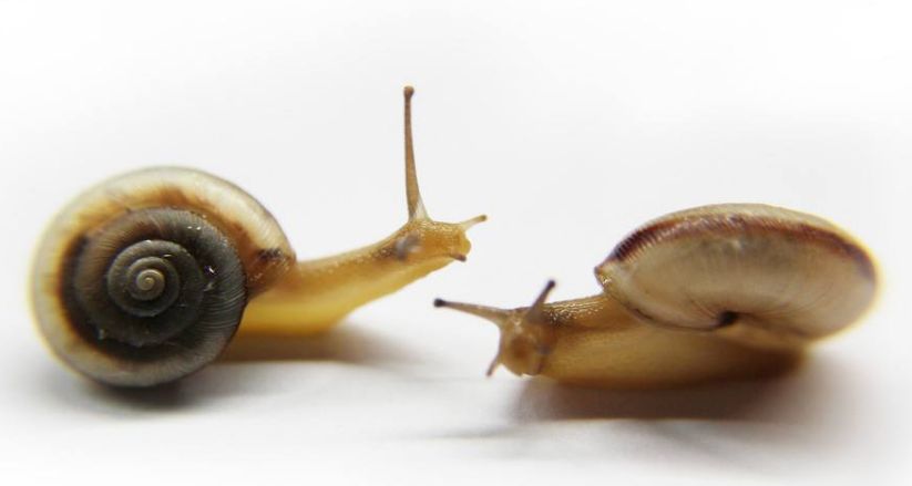 每年吃掉6万吨的蜗牛肉,法国人为何超爱吃一只大蜗牛?