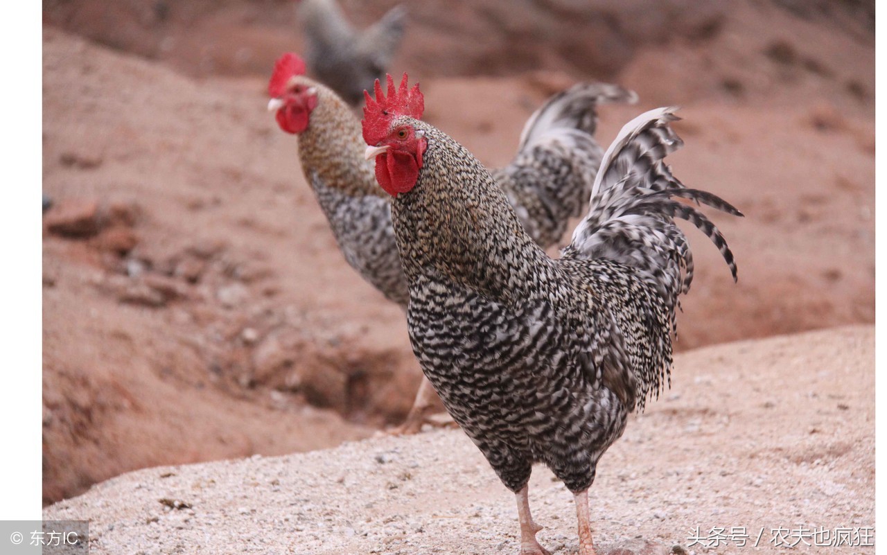农村的土鸡在市场上“遇冷”,为什么城里人也不爱吃土鸡了?