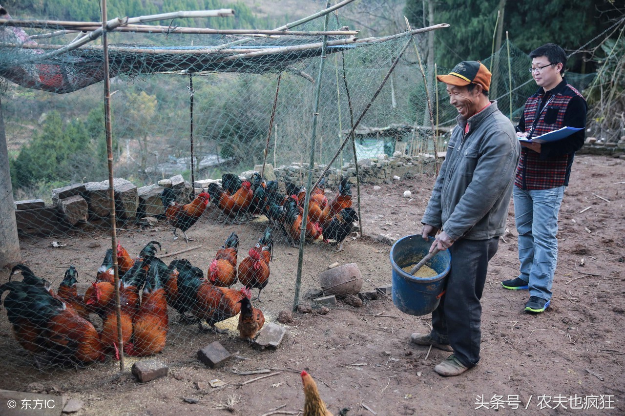 农村的土鸡在市场上“遇冷”,为什么城里人也不爱吃土鸡了?