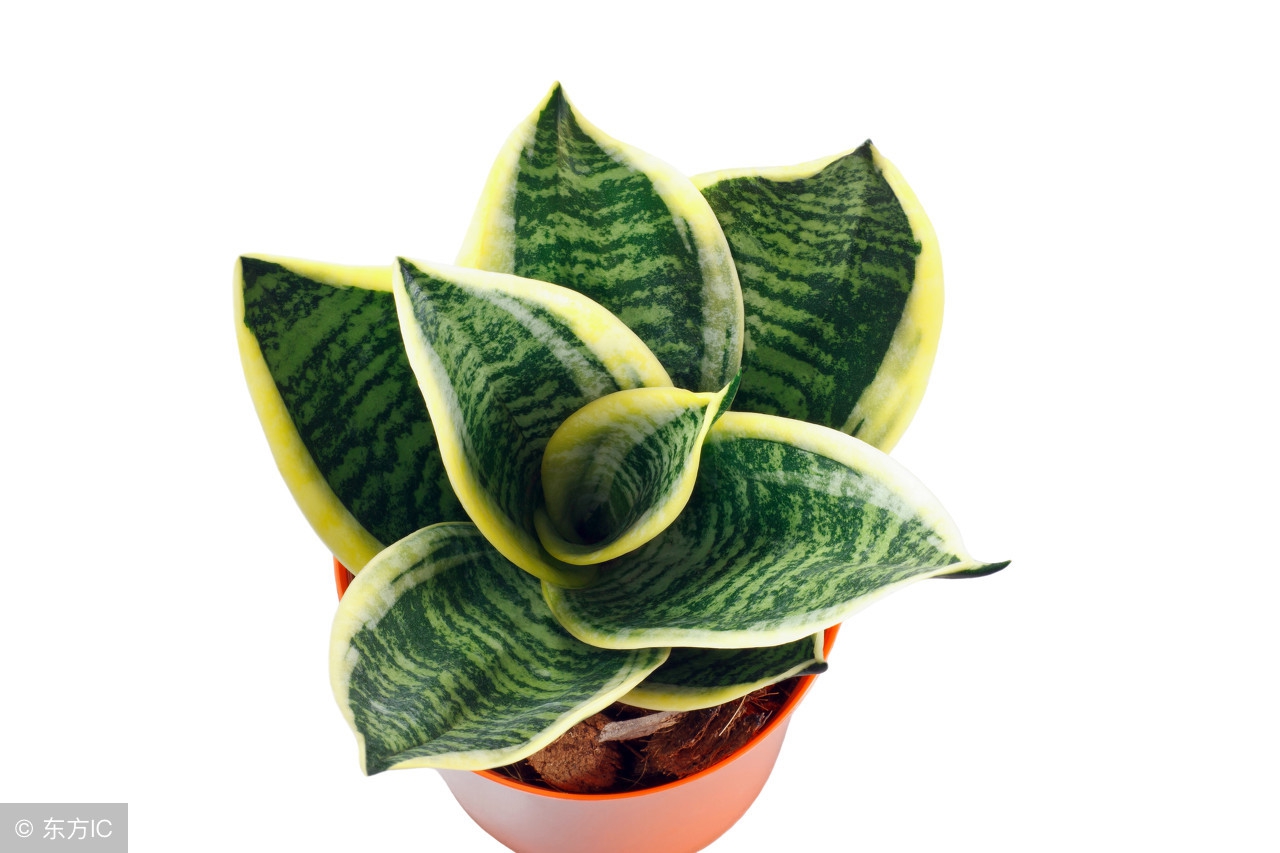 适宜在办公室养的大型花卉,45种常见花卉盆栽的养殖技巧