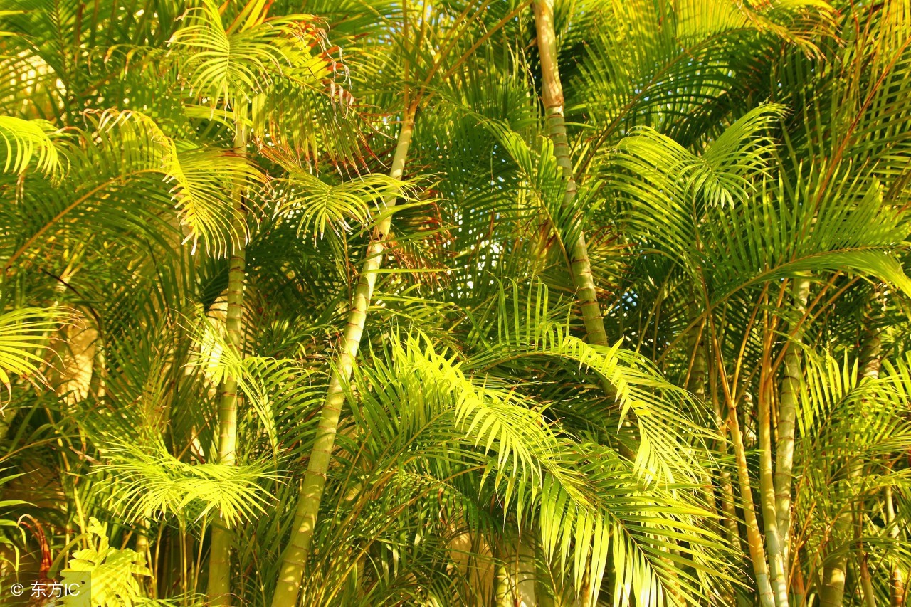 适宜在办公室养的大型花卉,45种常见花卉盆栽的养殖技巧