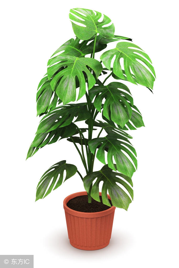 适宜在办公室养的大型花卉,45种常见花卉盆栽的养殖技巧