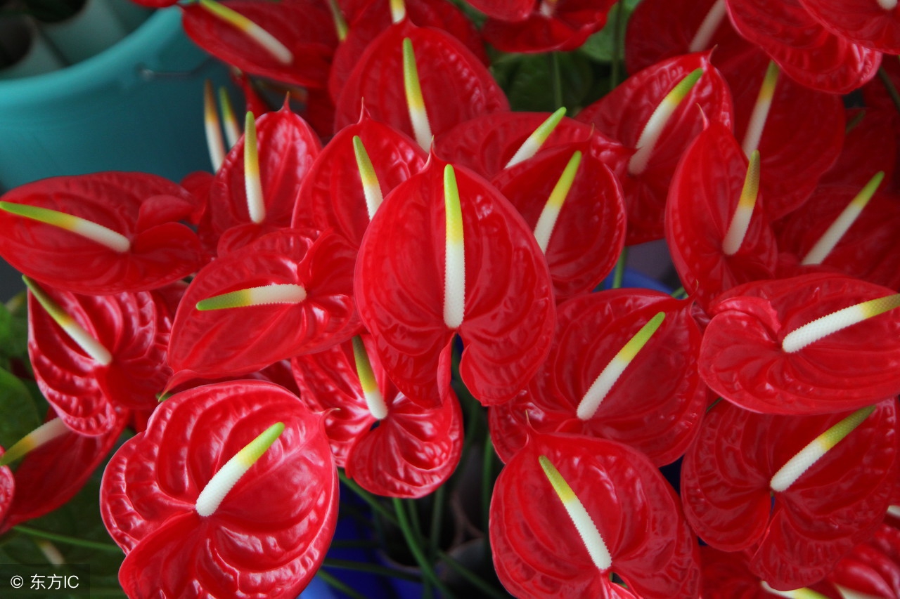 适宜在办公室养的大型花卉,45种常见花卉盆栽的养殖技巧