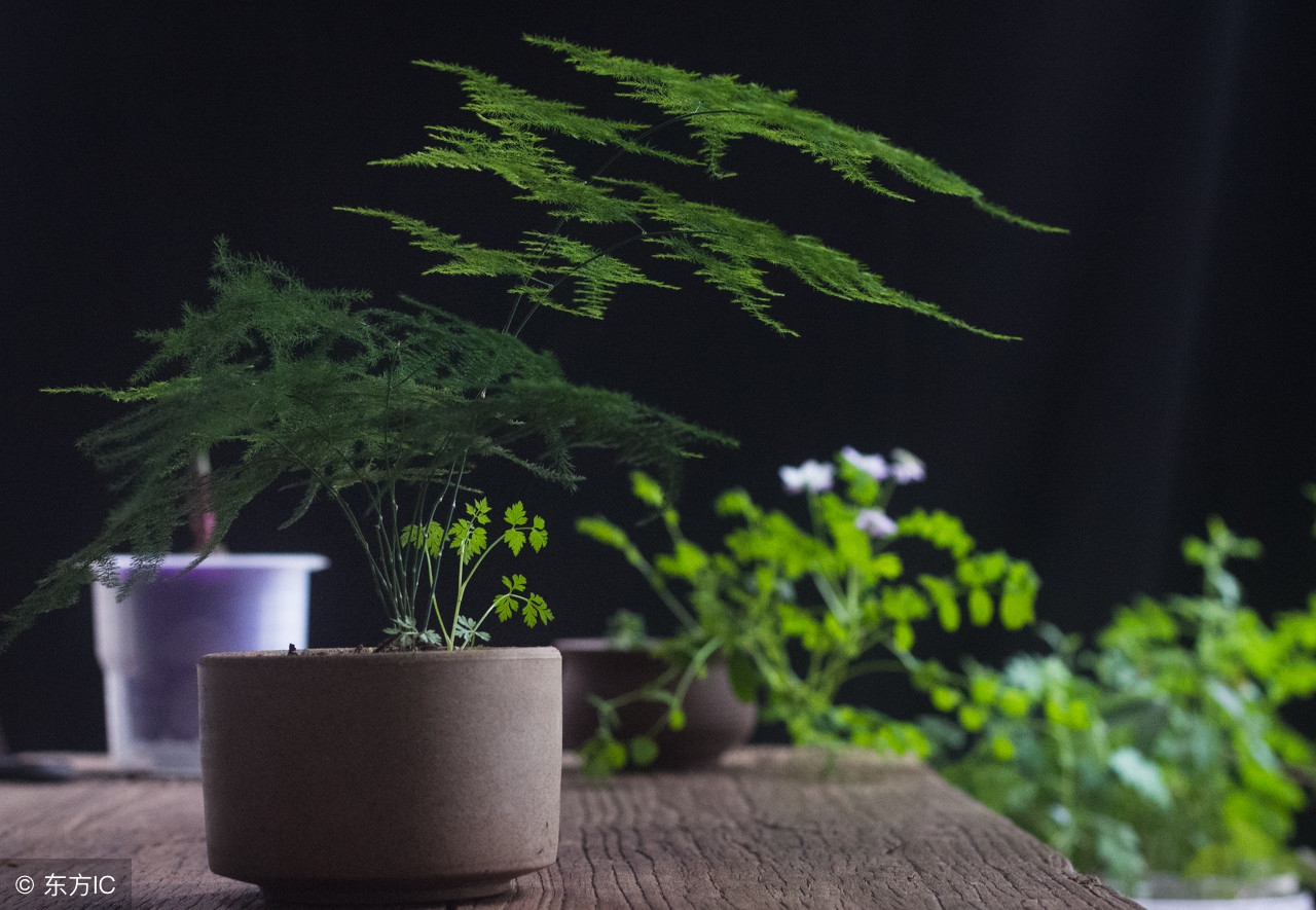 适宜在办公室养的大型花卉,45种常见花卉盆栽的养殖技巧