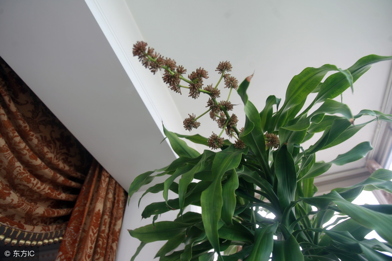 适宜在办公室养的大型花卉,45种常见花卉盆栽的养殖技巧