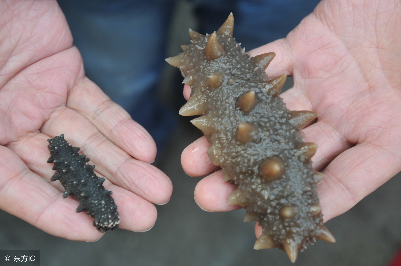 海参这样做才营养好吃快来学习,海参怎么做好吃又营养孩子又爱吃