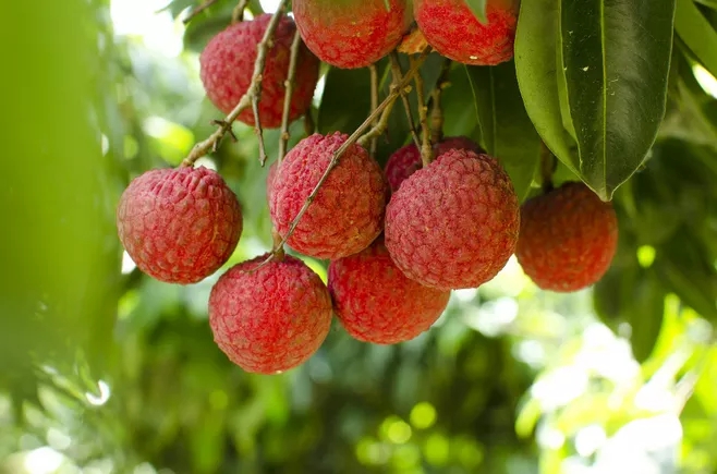 你不知道的跟水果有关的冷知识,水果的20个冷知识怎么说