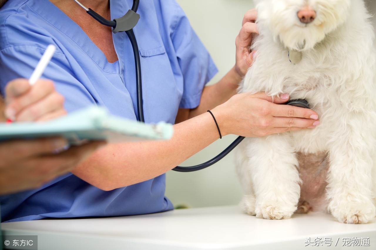 狗得细小病毒什么状况,狗感染细小病毒的症状