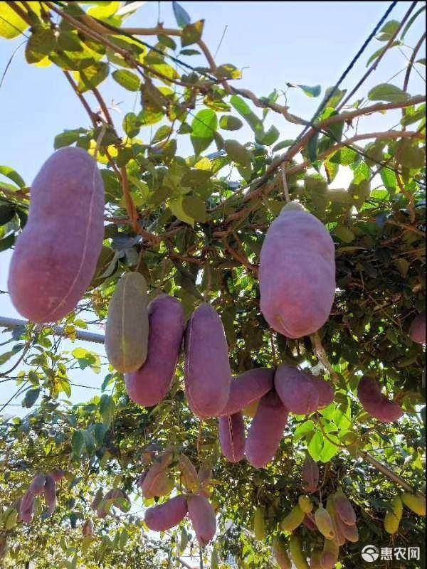 有几种特殊的水果你见过几个,这些精品水果你吃过几种