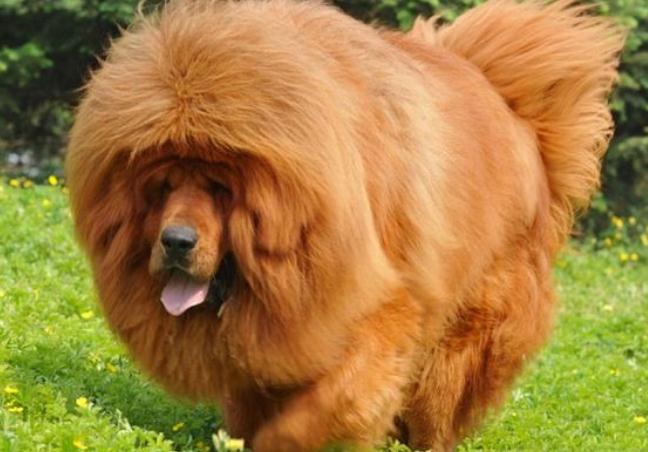 博美犬的寿命最长能活多少年,博美犬小狗寿命多长时间