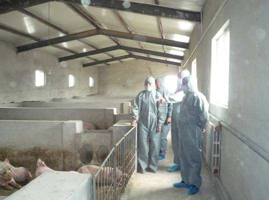 养猪常识及技巧大全,养猪宝典先进的养猪技术和方法