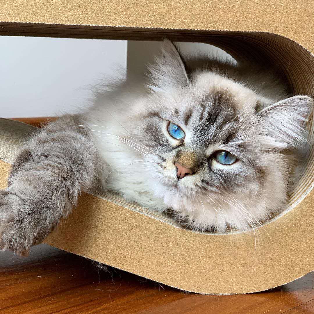 猫咪老是挠主人脚如何避免,猫无聊时的7种表现