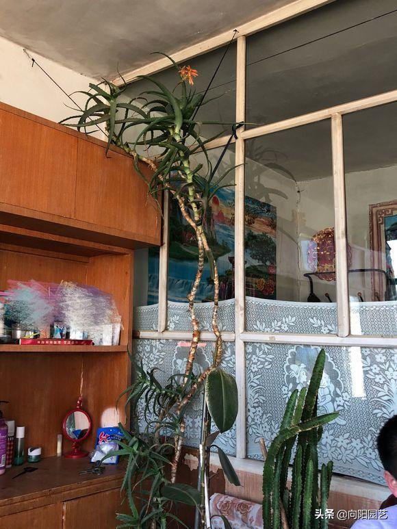 芦荟怎么养才能更旺盛视频,芦荟怎么养才能长得快又茂盛