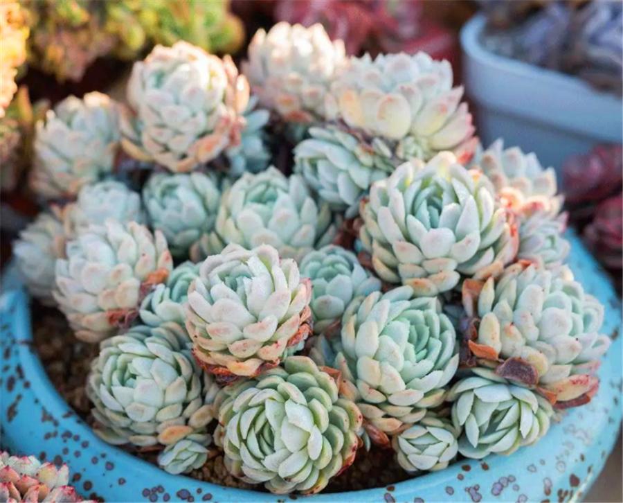 秋天的冰梅太美了，红的温暖粉的醉人，做好4件事，冬天会更美