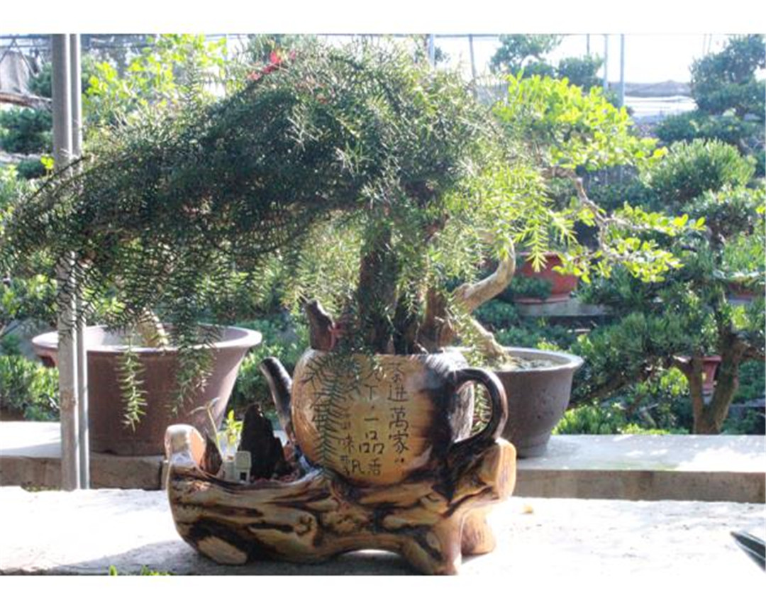 澳洲杉枯黄了还会活吗,澳洲杉怎么换盆后慢慢黄叶了