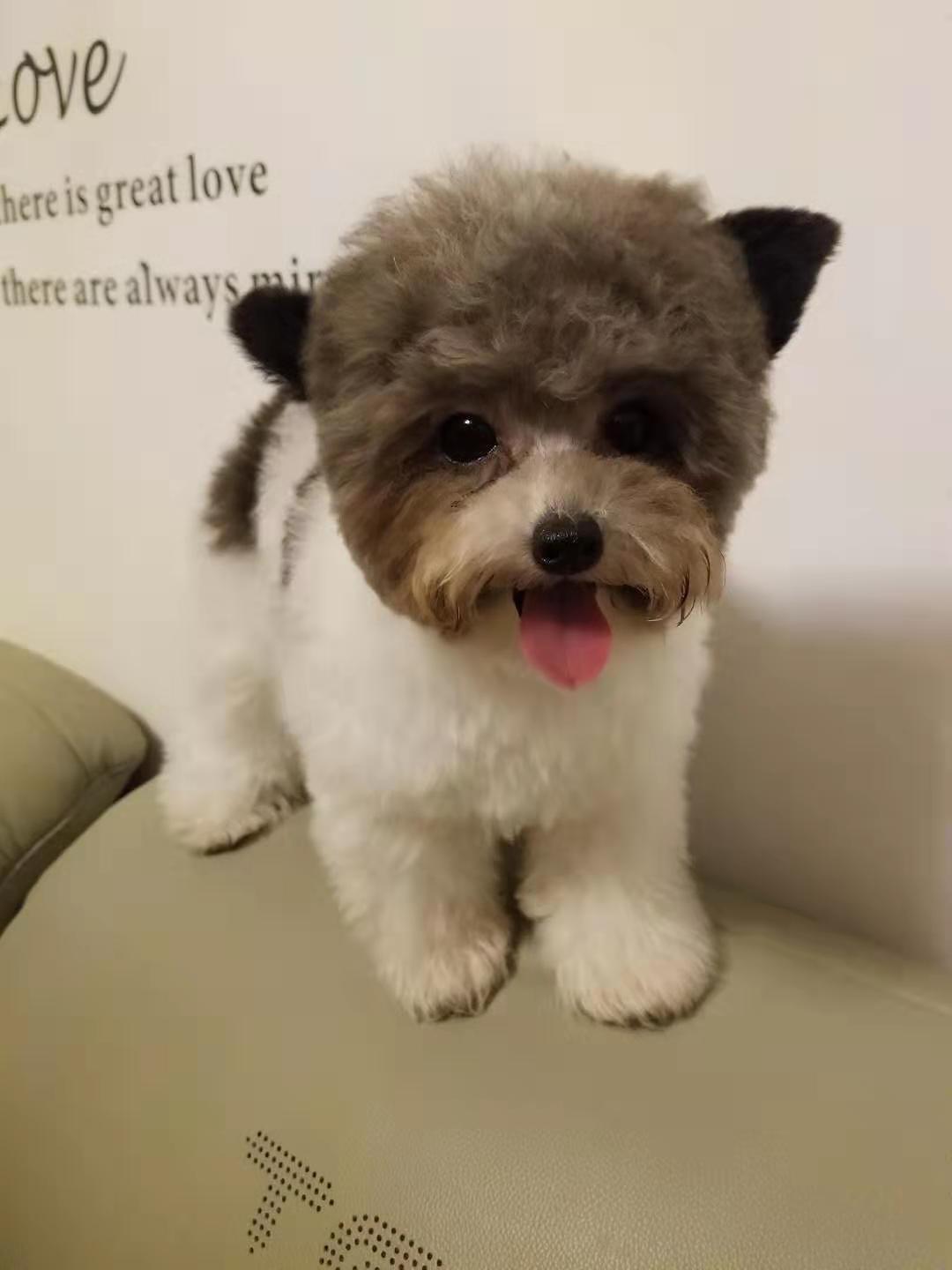 帮你选靠谱宠物猫,茶杯泰迪和超小体泰迪哪个好