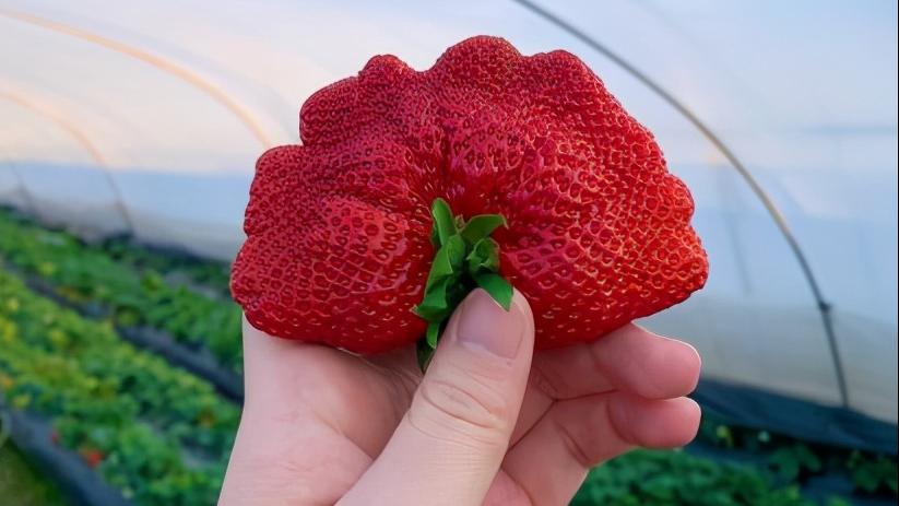 哪个草莓园的草莓便宜又好吃又大,上海新鲜草莓推荐