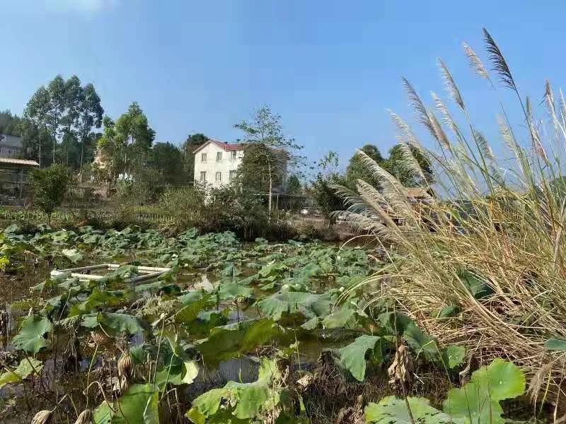 黑龙滩水库最新鱼情,德阳中江继光水库