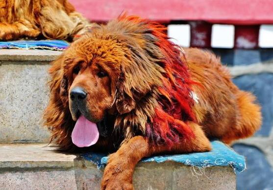 养狗讲究多8大禁忌绝不能犯,养狗养什么大型犬比较安全