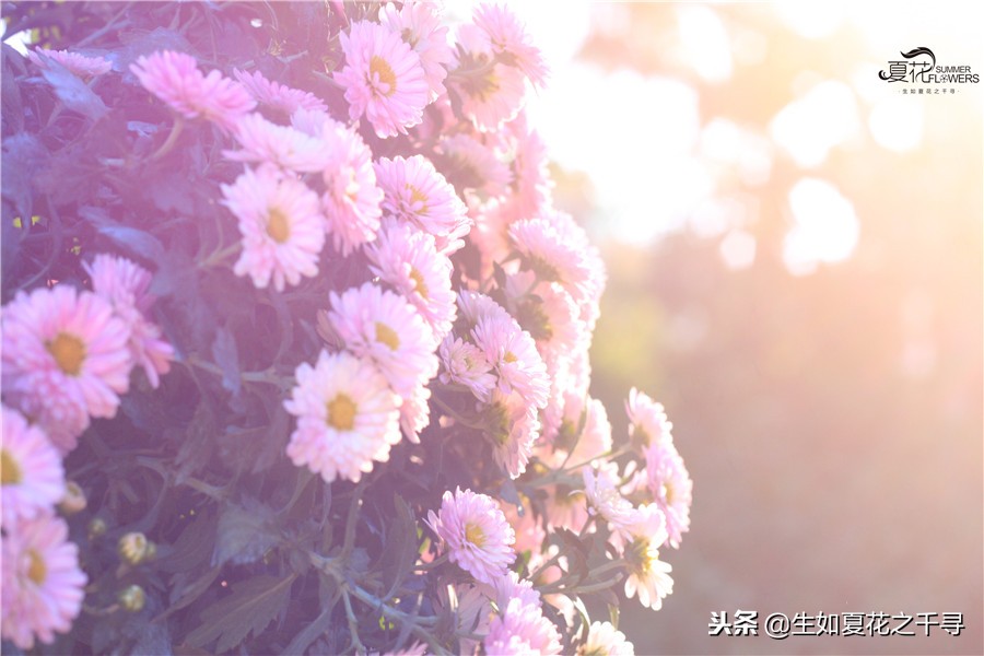 东湖公园菊花展今天还有开放吗,深圳东湖公园菊花展图片