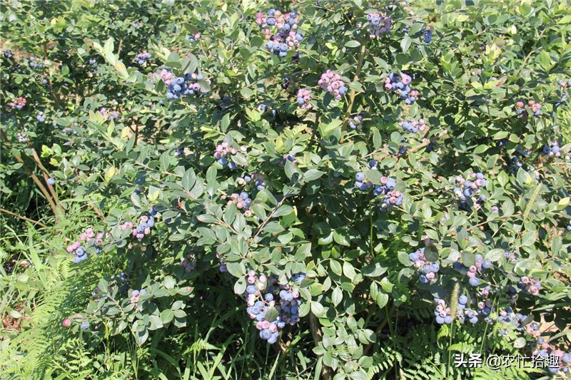 市场常年卖高价，南北方都能种，3年就挂果，却很多人说是*局骗**