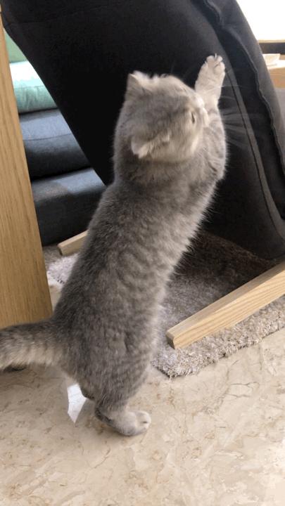 网友哭了：抓破沙发、抓坏窗帘，猫咪为什么那么喜欢到处磨爪子？