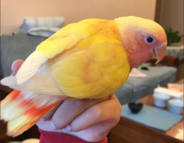 幼鸟如何喂食,幼鸟喂养方法