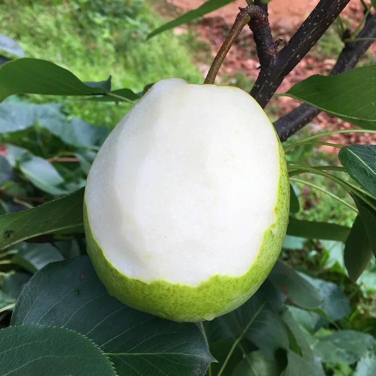 热带水果王国攀枝花,攀枝花一年四季有哪些水果