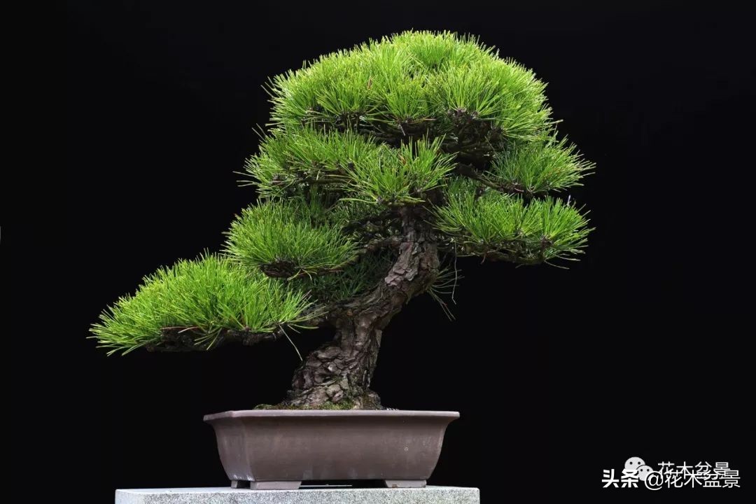 茶桌上养什么盆景植物,最好养的盆景植物推荐