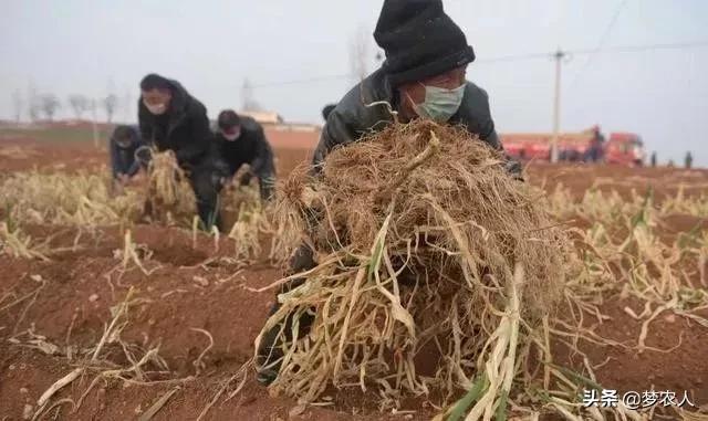 等春暖花开武汉看樱花朋友圈说说,春暖花开我们一起去看樱花烂漫