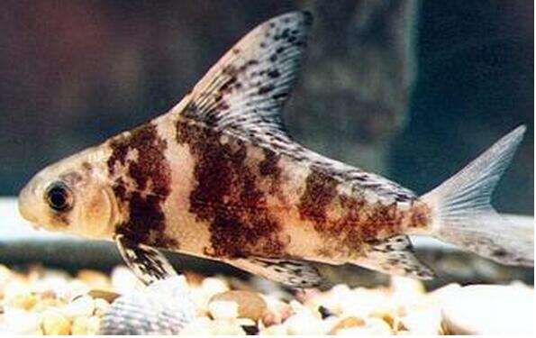 长江中已消失的珍稀动物,最新我国的十大野生动物