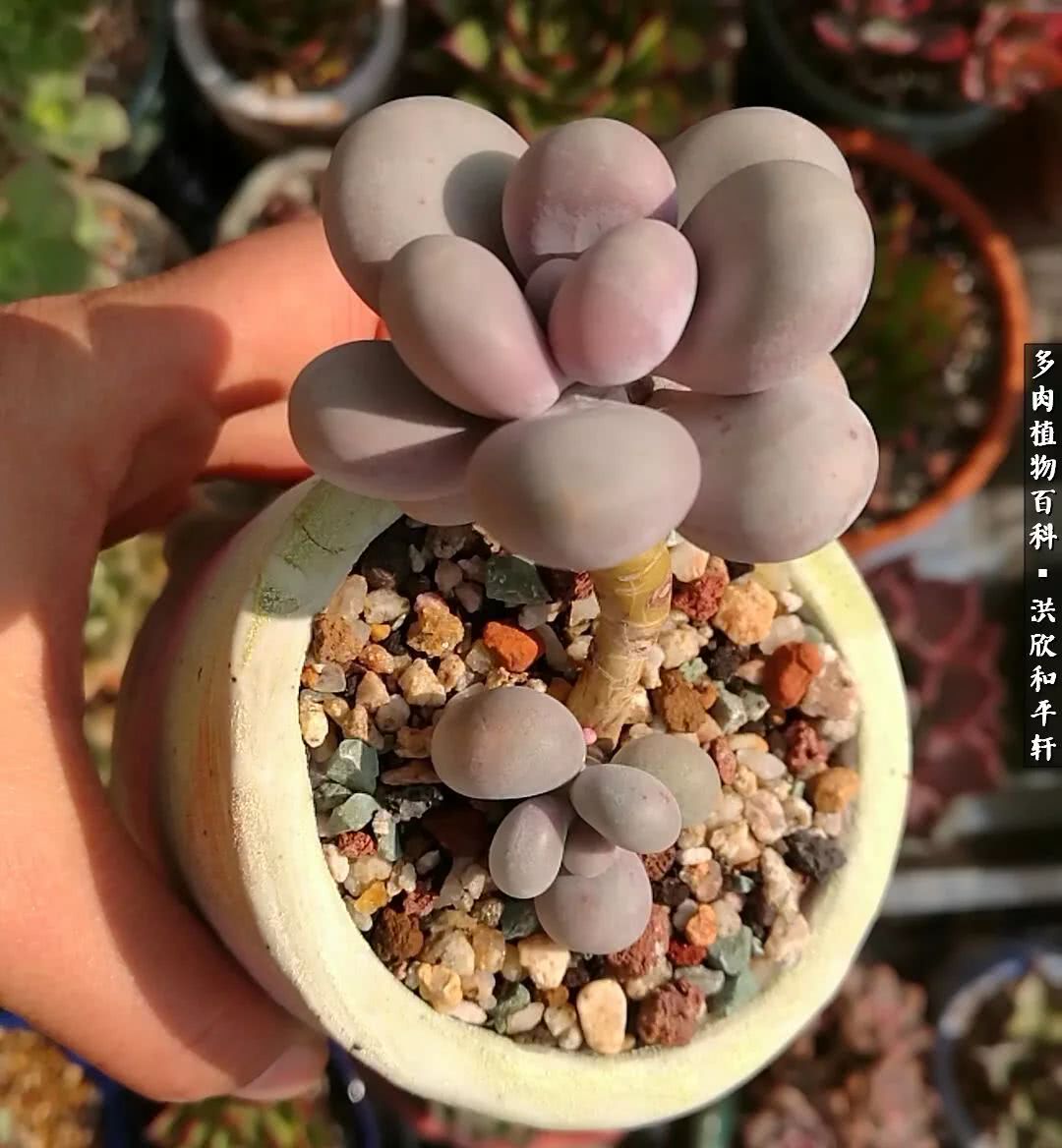 多肉的四季轮回,四季轮回多肉