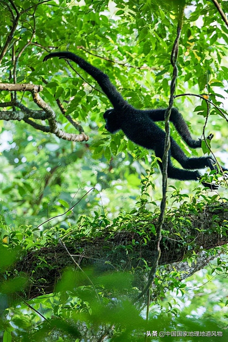 中国五大国家公园,中国十大私藏国家公园