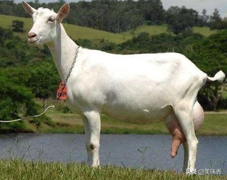 圈养羊和放养的区别,圈养羊和放养羊哪种好