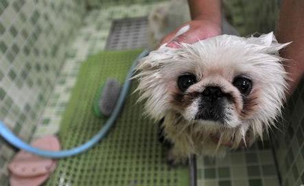 养狗的人不养身上还有味道吗,狗狗真的不可以用人类的沐浴露嘛