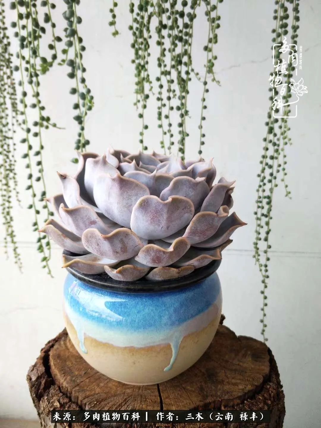 结缘多肉，阳台这一亩三分地就是我的世外桃源