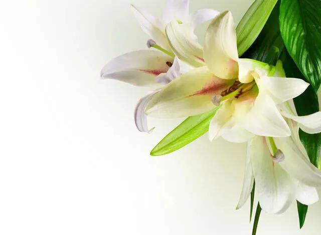 疫情·考场佳作《说谎的百合》月色敞怀吻百合,百合探头迎月色