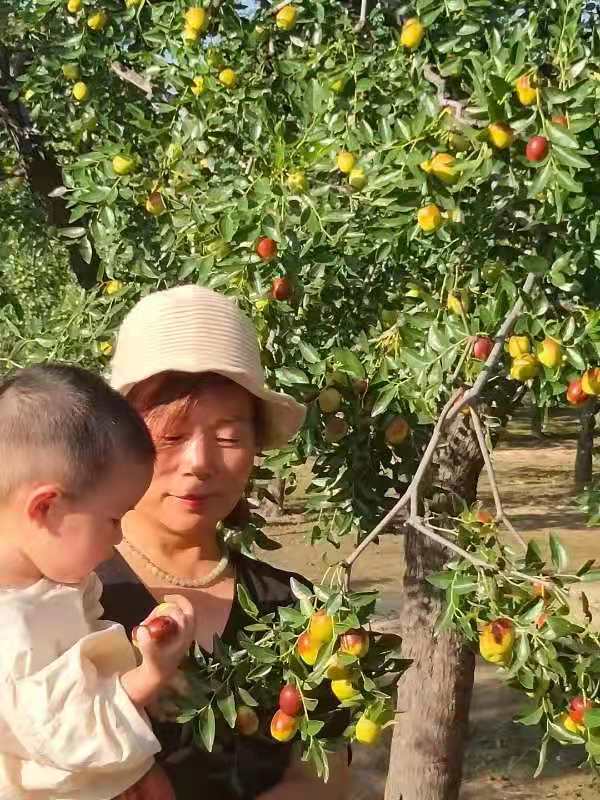 山西稷山板枣新品种,山西稷山板枣