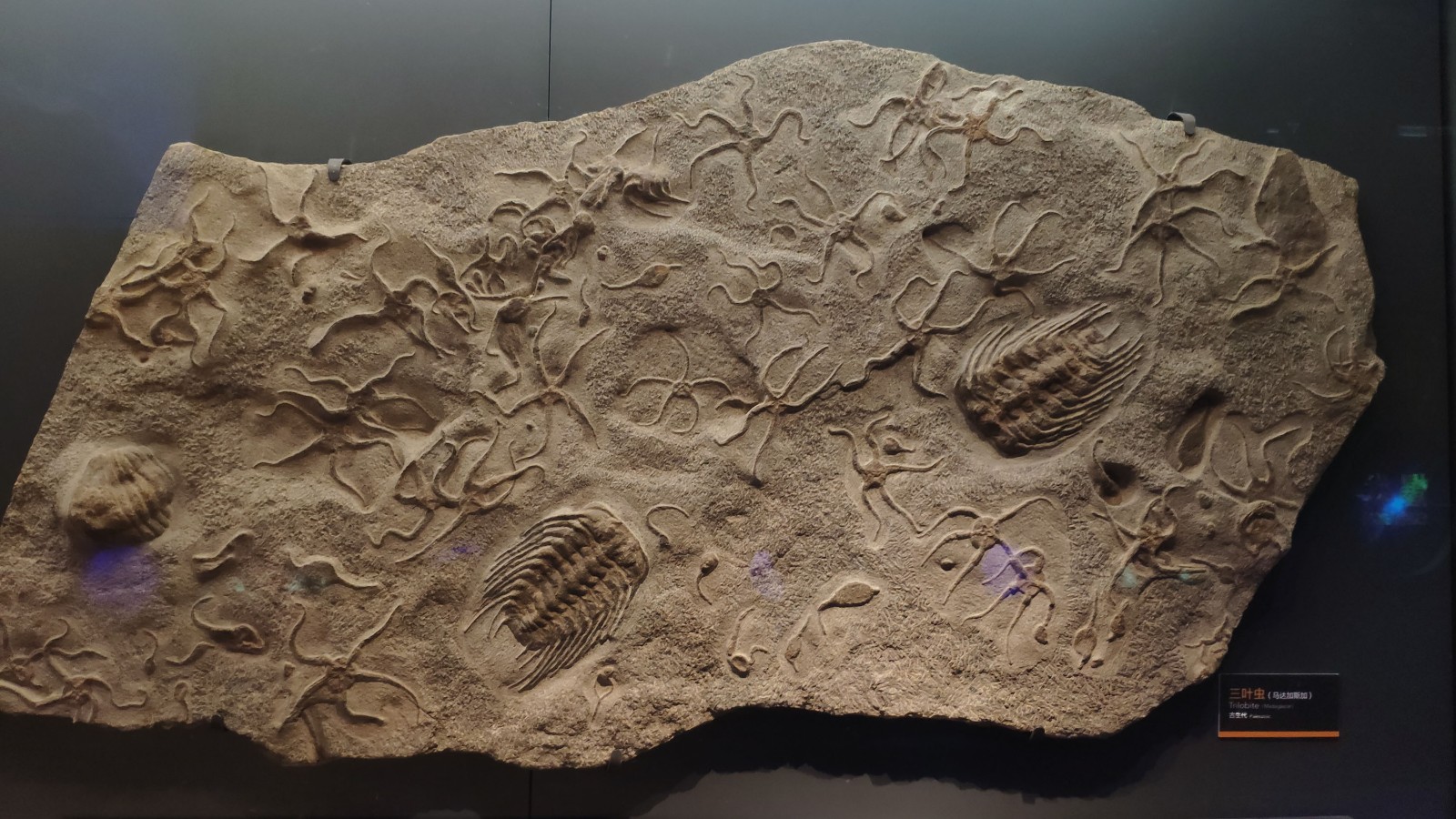 海洋博物馆带孩子游玩攻略,国家海洋博物馆最全攻略来了