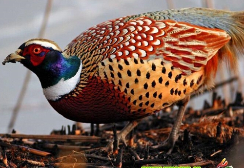 鐖风埛鏄釜鐚庝汉,鐖风埛鏄釜鐚庝汉鍗翠粠鏉ヤ笉鎵撶寧