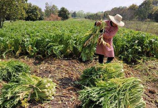 雪里红最好吃的做法注意事项,北方雪里红几月份种植最好