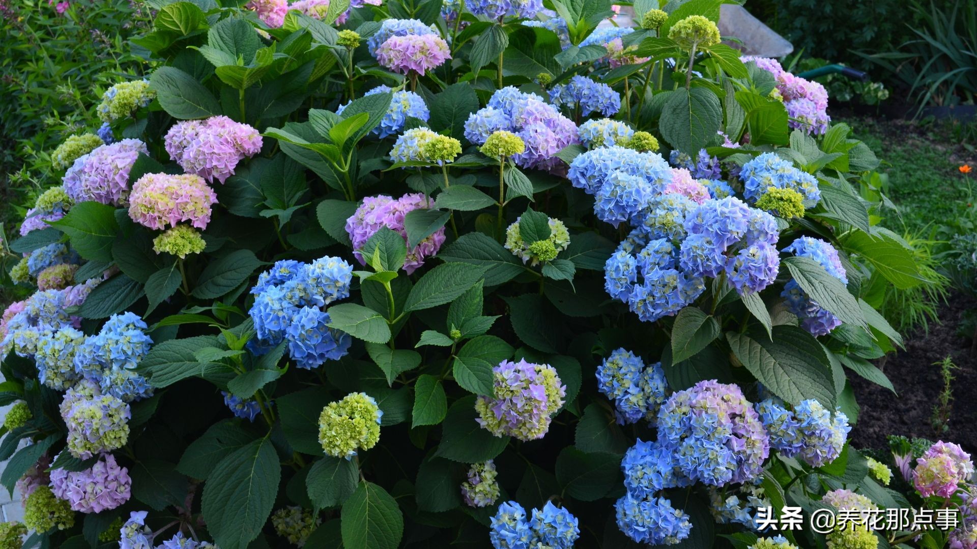 过年回家花花草草怎么处理,家里养点花花草草的小妙招