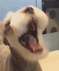 什么狗狗的寿命最长最好养,狗狗的寿命最长能活多少年