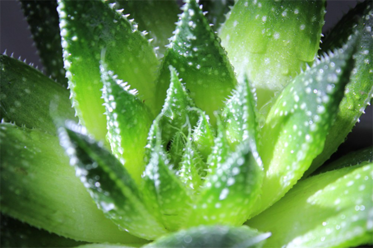 适合院子里种植的耐阴耐寒的植物,十大客厅耐阴绿植冬天不死的植物