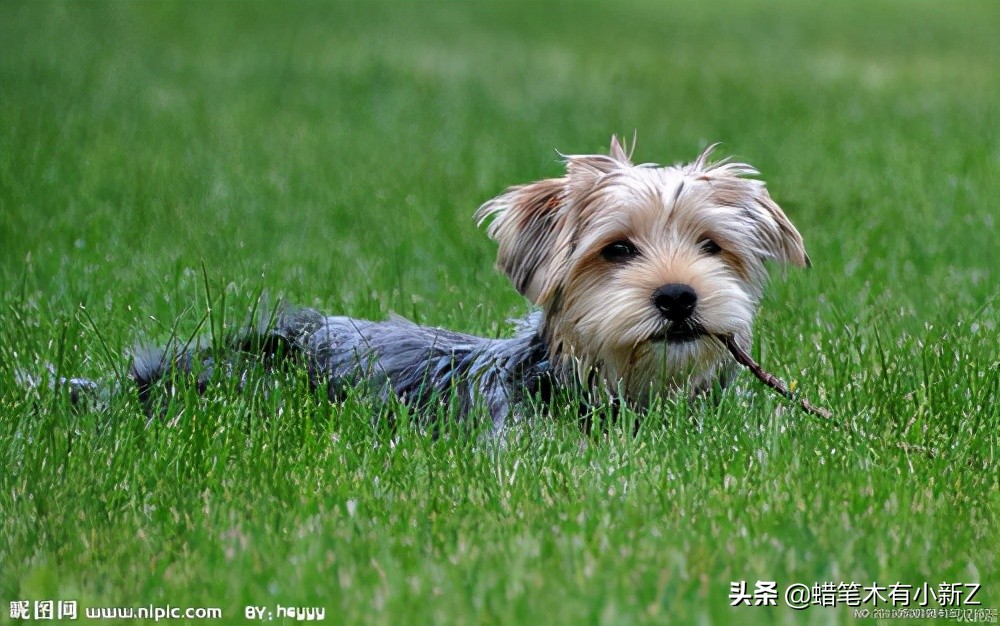 古人养不养宠物,中国古人究竟爱养什么宠物